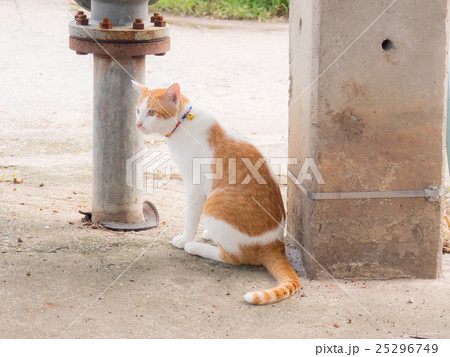 Cat, side the electric pole Cat, side the electric pole 25296749