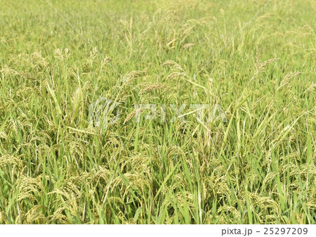 ヒエに覆われた田んぼ 25297209
