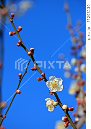 曽我梅林の白梅 曽我梅林の白梅 25298130