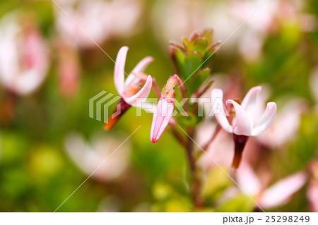 クランベリーの花達 の写真素材