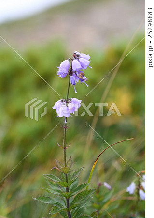 ハクサンシャジン ハクサンシャジン 25298883