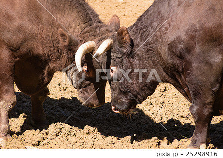 おぢや牛の角突き おぢや牛の角突き 25298916
