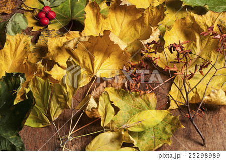 composition of autumn leaves 25298989