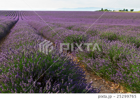 Blooming Lavender field 25299765