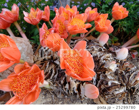 ハエマンサス・コッキネウス（花）の写真素材 [25299780] - PIXTA