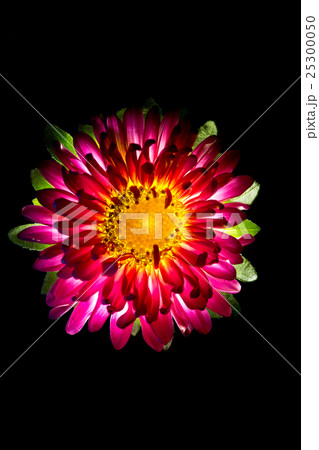 Surreal dark pink flower dahlia macro isolated on Surreal dark pink flower dahlia macro isolated on 25300050