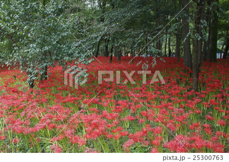 咲き乱れる巾着田ヒガンバナ（2016年） 25300763