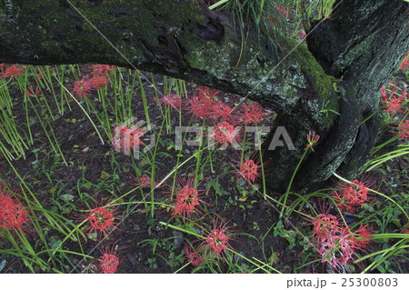 咲き乱れる巾着田ヒガンバナ(2016年) 咲き乱れる巾着田ヒガンバナ(2016年) 25300803