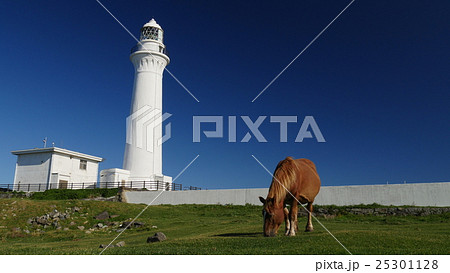 尻屋埼灯台と寒立馬 25301128