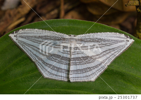moth on a green leaf moth on a green leaf 25301737