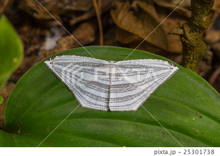 moth on a green leaf 25301738
