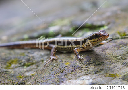 Common Forest Skink in forest 25301748