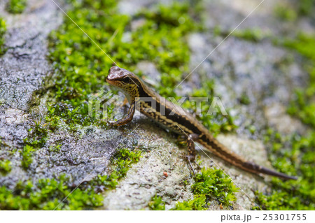 Common Forest Skink in forest 25301755