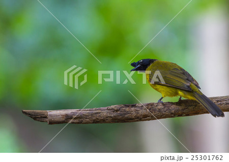 Beautiful bird Black-crested Bulbul Beautiful bird Black-crested Bulbul 25301762