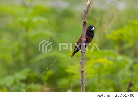 Chestnut Munia perching on a branch 25301780