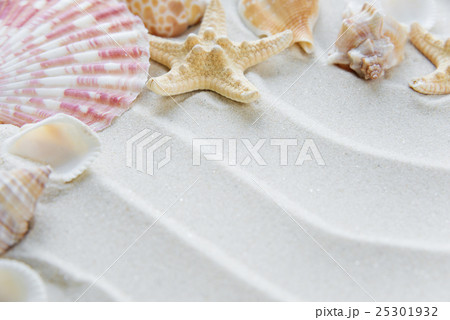 Clams and starfishes on thesea sand Clams and starfishes on thesea sand 25301932