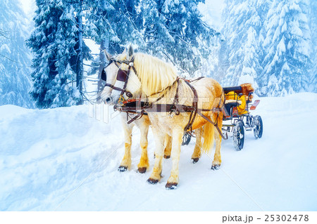 two beautiful white horses in mountain winter two beautiful white horses in mountain winter 25302478