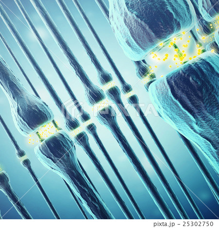 Synaptic transmission, human nervous system. 3d 25302750