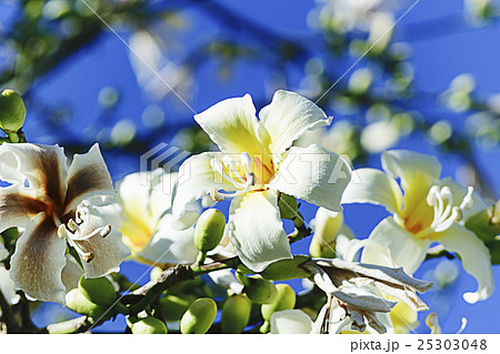 青空に満開のホワイトフロスシルクツリーの花 25303048