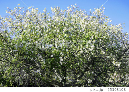 青空に満開のホワイトフロスシルクツリーの花 青空に満開のホワイトフロスシルクツリーの花 25303108