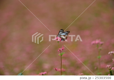 赤そばの里 赤そばの里 25303500