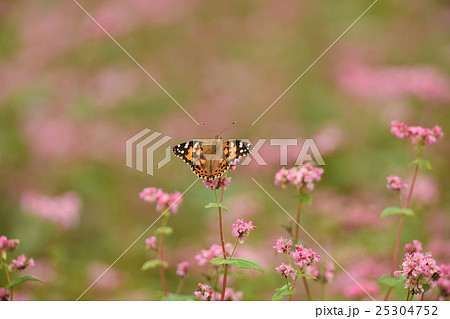 赤そばの里 25304752