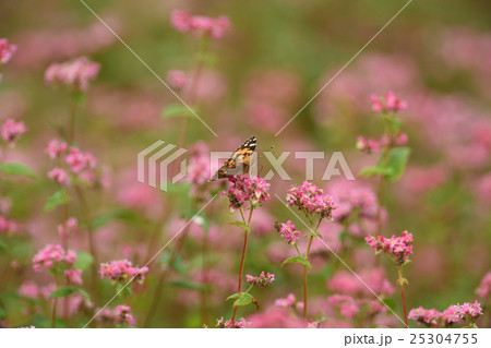 赤そばの里 25304755