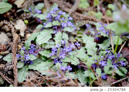 キランソウ 25304786