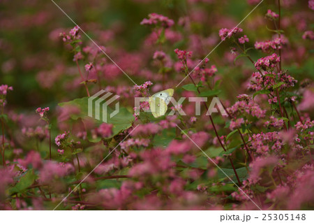 赤そばの里 25305148