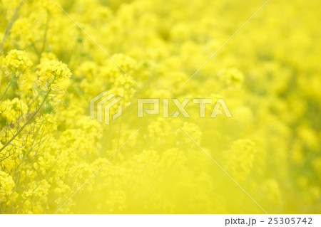 菜の花畑 菜の花畑 25305742