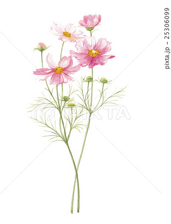 コスモス 25306099