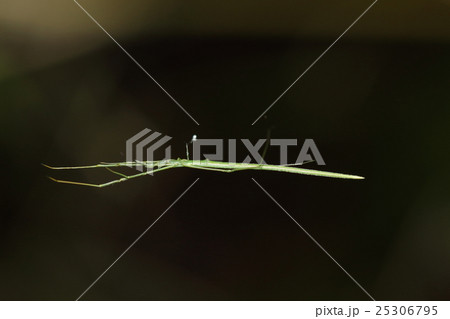 生き物　蜘蛛　オナガグモ、足を延ばして静止する姿はまるで松葉のようでクモには見えません 25306795