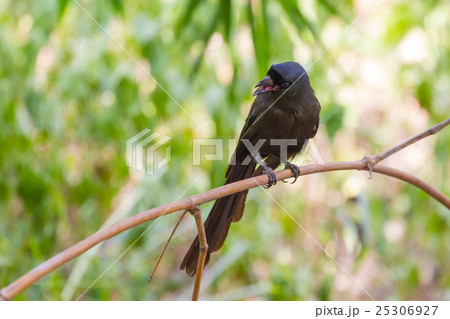 Racket-tailed Treepie.(Crypsirina temia) 25306927
