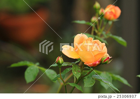 雨上がりのバラ 25306937