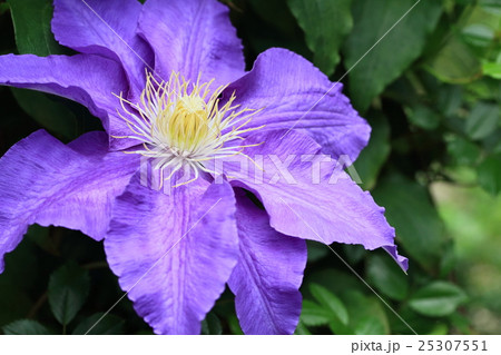 クレマチス 25307551