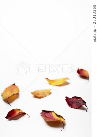 Autumn Atmosphere Objects Autumn Atmosphere Objects 25313368