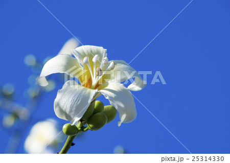 青空に満開のホワイトフロスシルクツリーの花 青空に満開のホワイトフロスシルクツリーの花 25314330