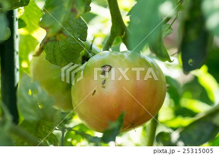 カメムシに吸われたトマトに残るダメージ痕の写真素材