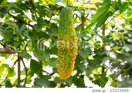 熟し始めて黄色くなりかけてるゴーヤ 25315009