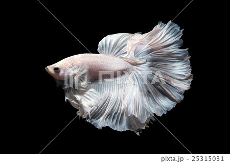 Betta fish or Siamese fighting fish  25315031