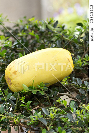 マクワウリ マクワウリ 25315112