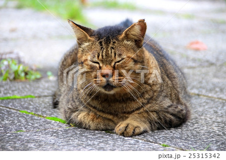 猫も眠たい秋 猫も眠たい秋 25315342