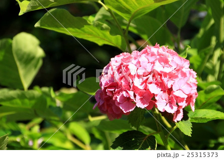 夕陽に輝く満開の紫陽花 25315373