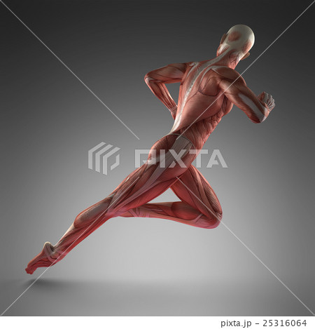 Human Muscle Anatomy 25316064