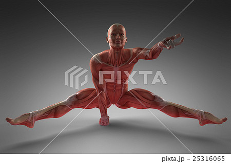 Human Muscle Anatomy 25316065
