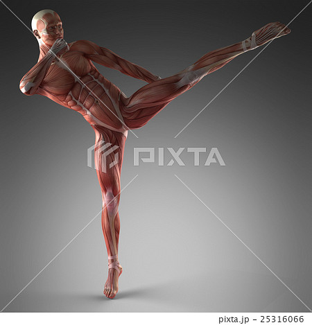 Human Muscle Anatomy 25316066