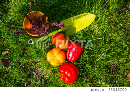 Garden tool Garden tool 25316709