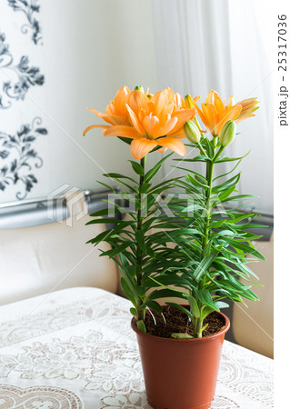 An orange lily in interior of room An orange lily in interior of room 25317036