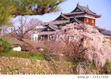 郡山城跡 奈良県 大和郡山市 に咲く桜の写真素材