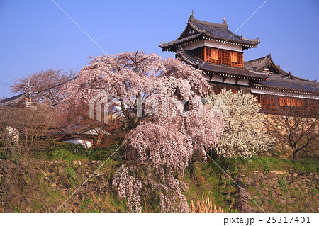 郡山城跡 奈良県 大和郡山市 に咲く桜の写真素材